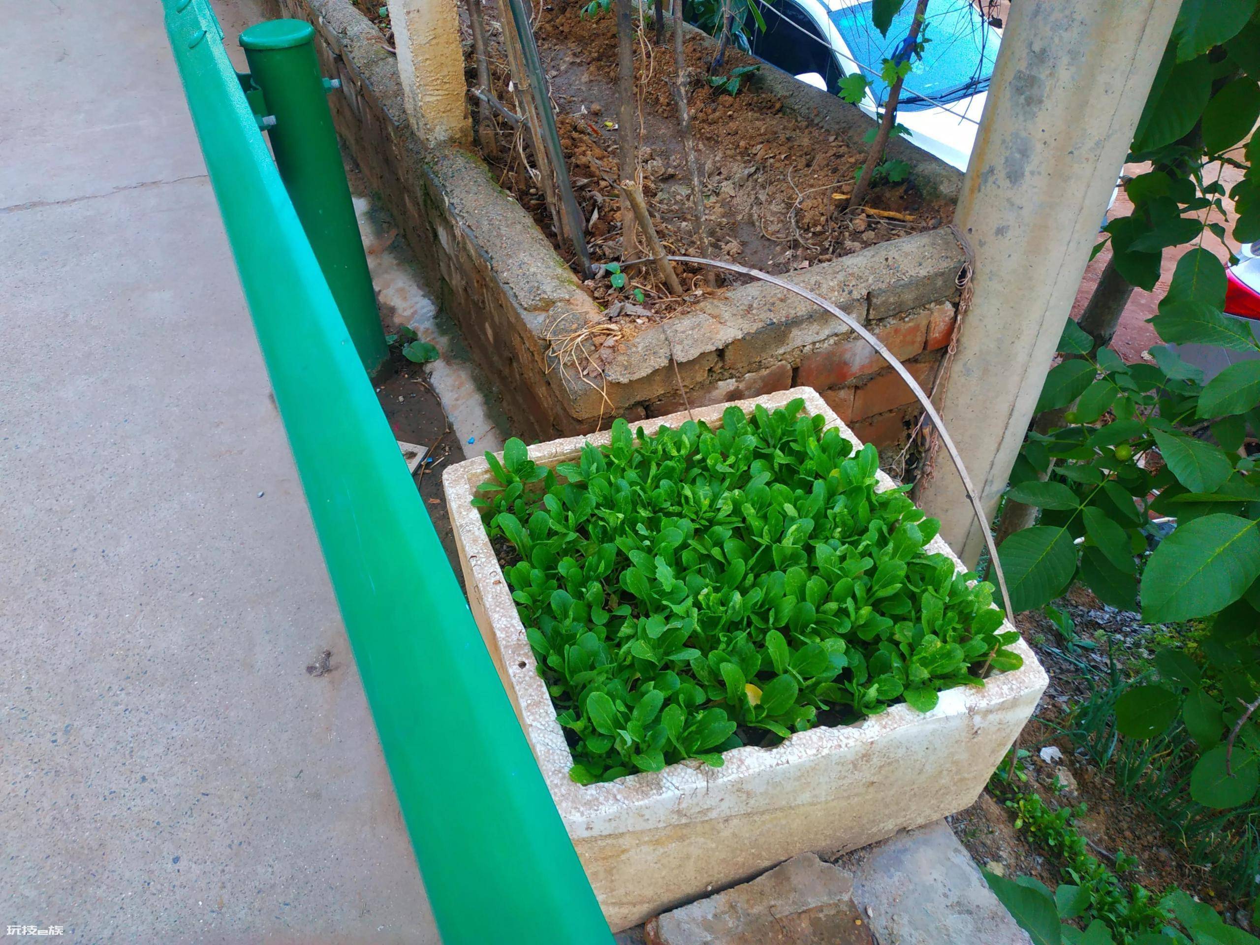 泡沫箱种蔬菜要打孔吗(泡沫箱种菜做到五点长得好)-图片5